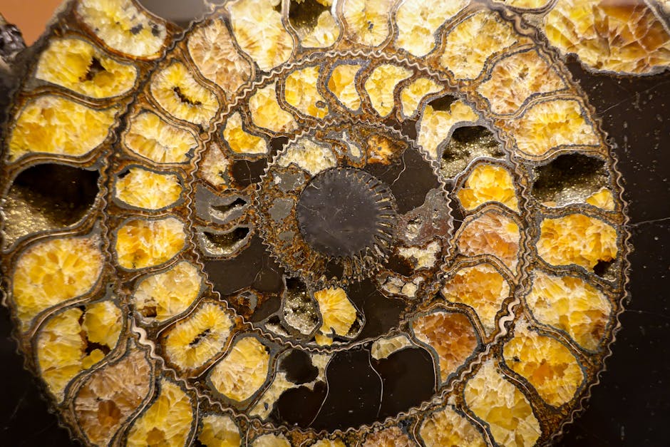 Close-up of an ammonite fossil showcasing intricate spiral patterns and vibrant colors.