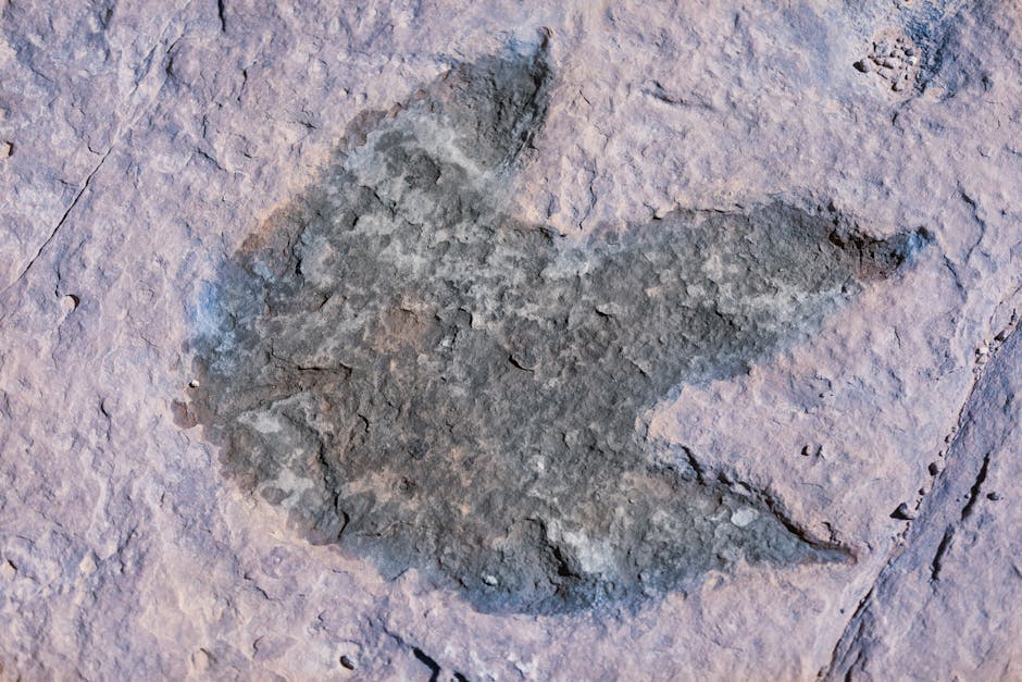 Close-up of a fossilized dinosaur footprint in rocky terrain, Brezina, Algeria.