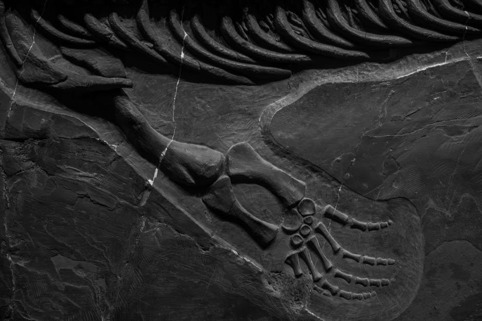 Detailed close-up of fossilized dinosaur bones preserved in rock formation.