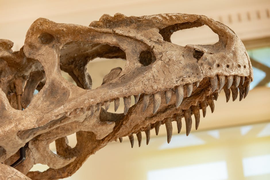 Detailed view of a dinosaur skull with teeth on display in a museum.