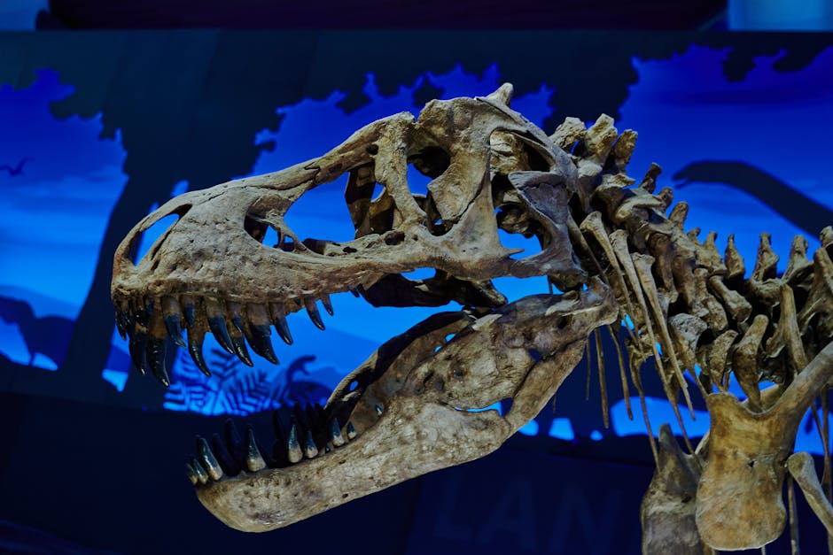 Close-up of a Tyrannosaurus Rex skull fossil displayed in a museum.