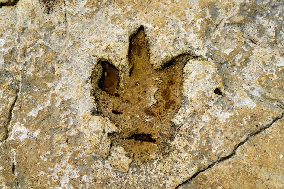Close-up of a dinosaur footprint fossil on rocky terrain in Istria, Croatia, showcasing natural history and ancient life.